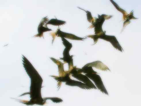 天生猎手：非猛禽类猎手之五（海上霸主军舰鸟、海鸥）