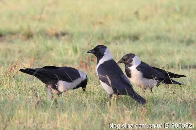 达乌里寒鸦（2）