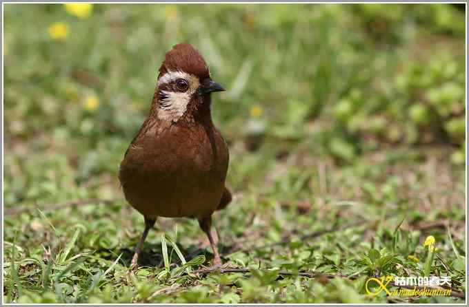 俗鸟鈥湴准赵腽题潯菊掌