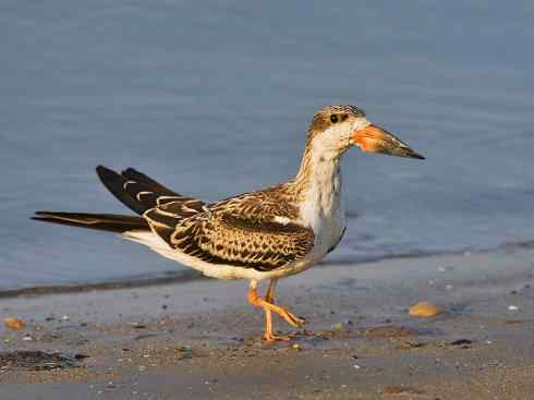 猎奇：奇特的鸟喙之二