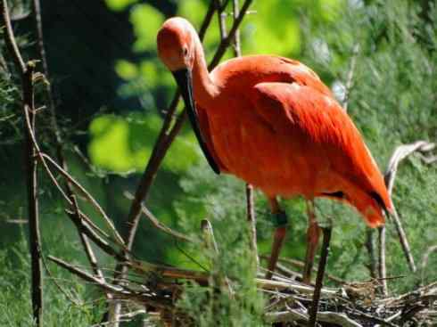 极品红色鸟类：美洲红鹮