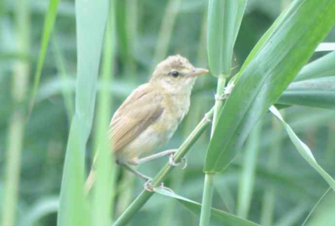 很难捕捉的苇莺 wbr2 很难捕捉的苇莺 wbr2