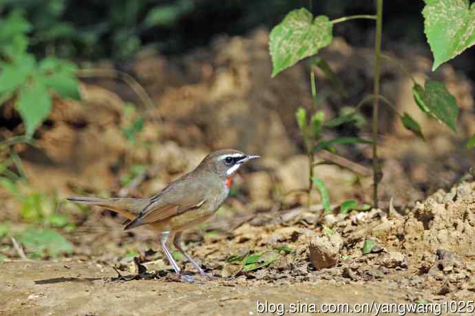 雄性红喉歌鸲(20) 雄性红喉歌鸲(20)