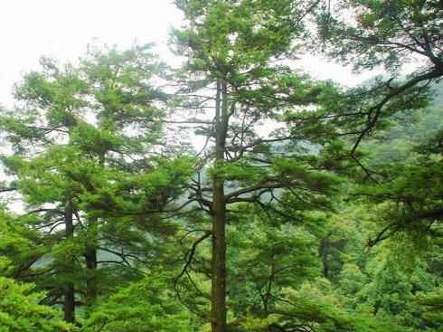 鱼类活化石：矛尾鱼