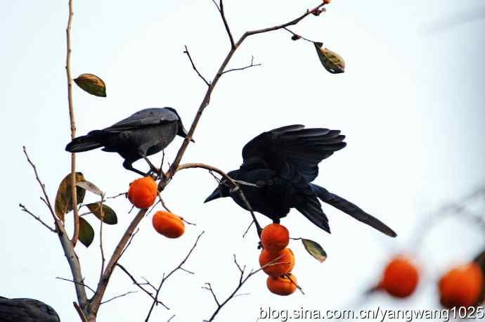 有福同享（记吃柿子的乌鸦）