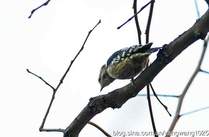 白背啄木鸟(记录版) 白背啄木鸟(记录版)