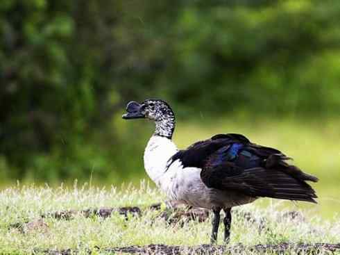 奇特的盔：瘤鸭