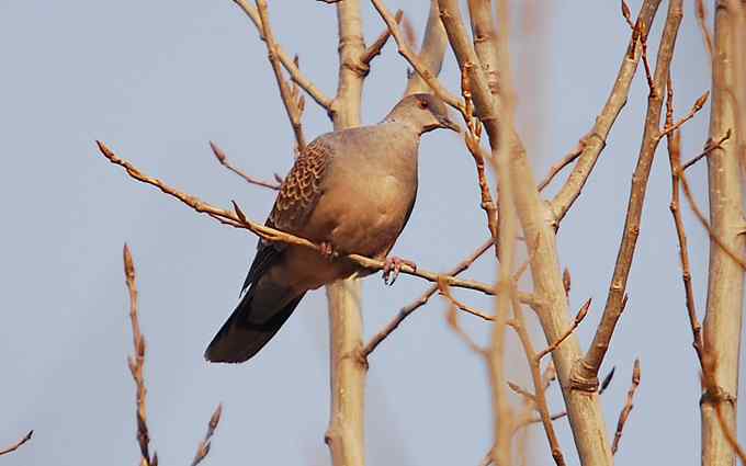 北京植物园赏鸟（二十），山斑鸠（组图）