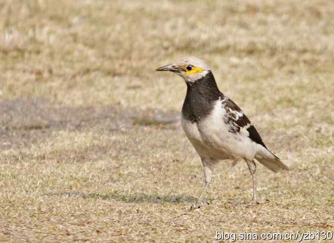 大年三十小夫妻吵架（组图）