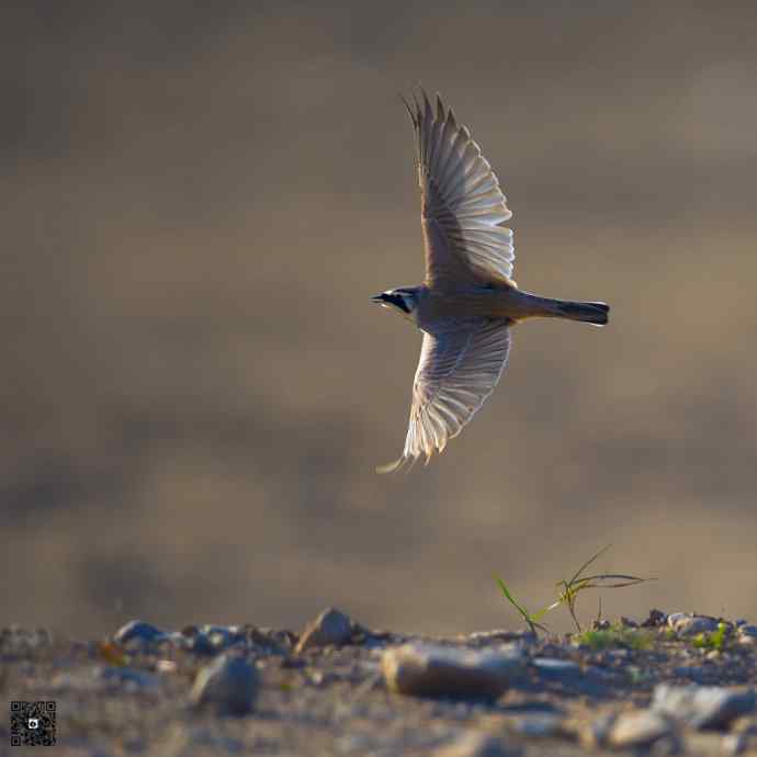 一组野鸭湖的小林鸟