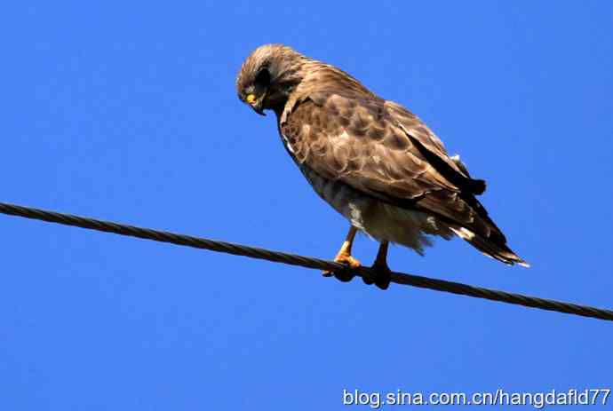 美国鸟类摄影——巨翅鵟