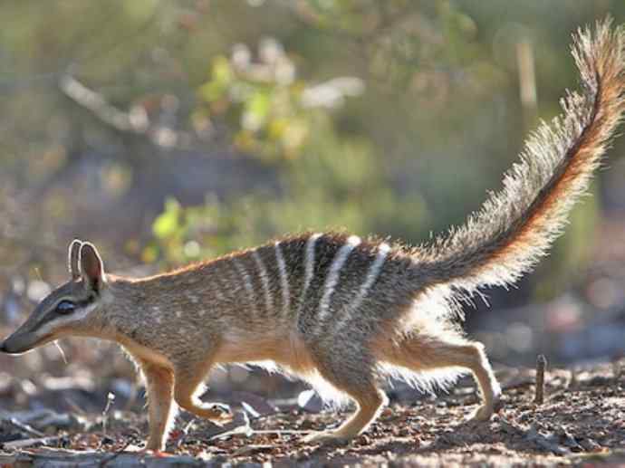 盘点十二大著名食蚁动物：袋食蚁兽