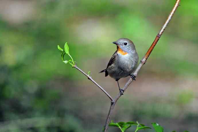 雄性红喉姬鹟（5）