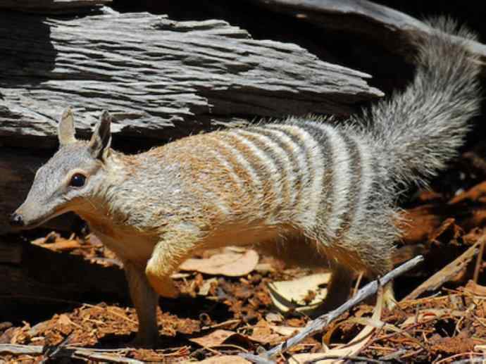 盘点十二大著名食蚁动物：袋食蚁兽