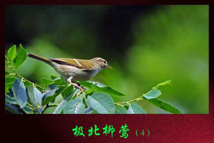 极北柳莺(4) 极北柳莺(4)