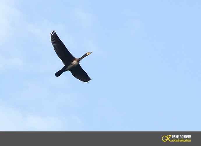 远摄鈥滒叼蒜潯臼蹬摹