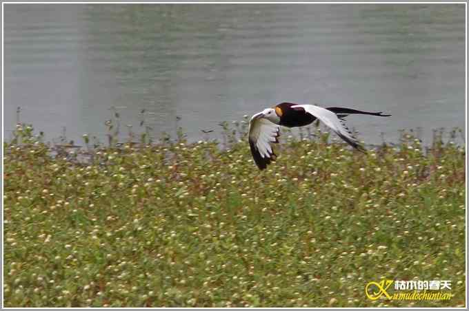 记录鈥溗翕潯菊掌