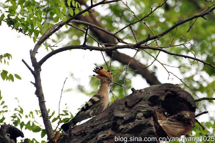 北京天坛公园的鸟类——父母的艰辛、儿女的期盼