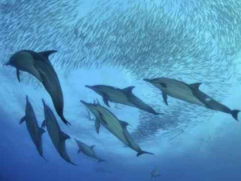 自然奇观：动物大迁徙(沙丁鱼)