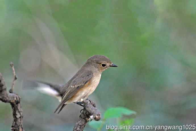 秋天的红喉姬鹟（1）