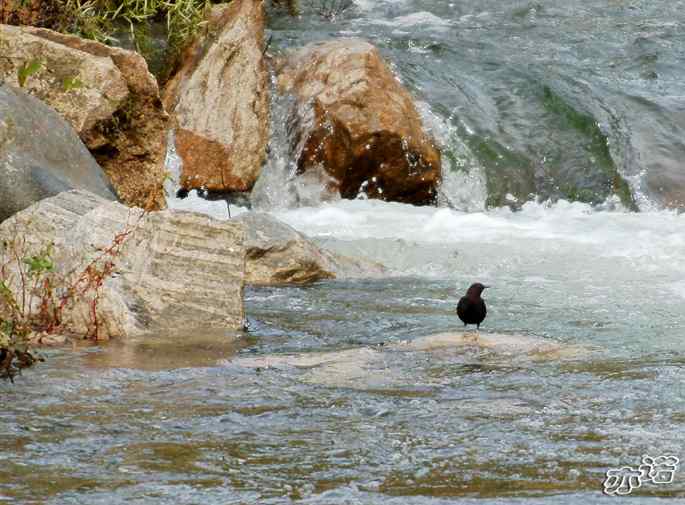 河北平山的褐河乌