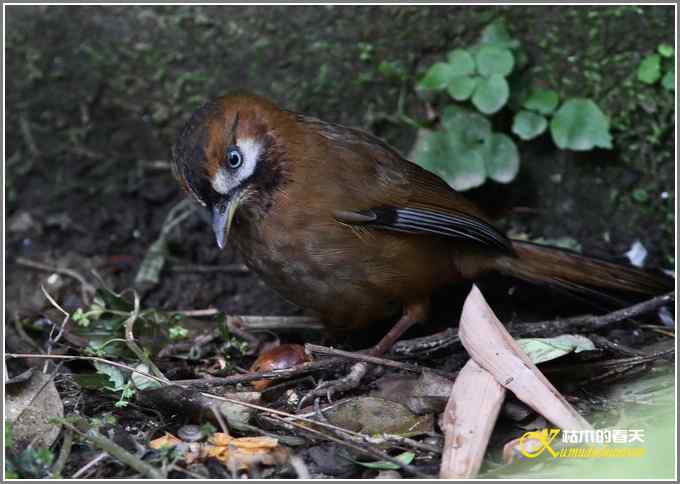 噪鹛系列之一：灰翅噪鹛【照片】