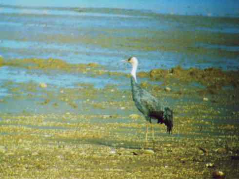 白头鸟系列：另类的美丽7（鸻鹬）