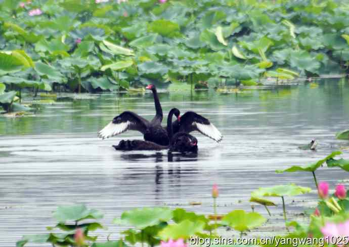 欢乐的亲兄弟（记圆明园的三只小黑天鹅）