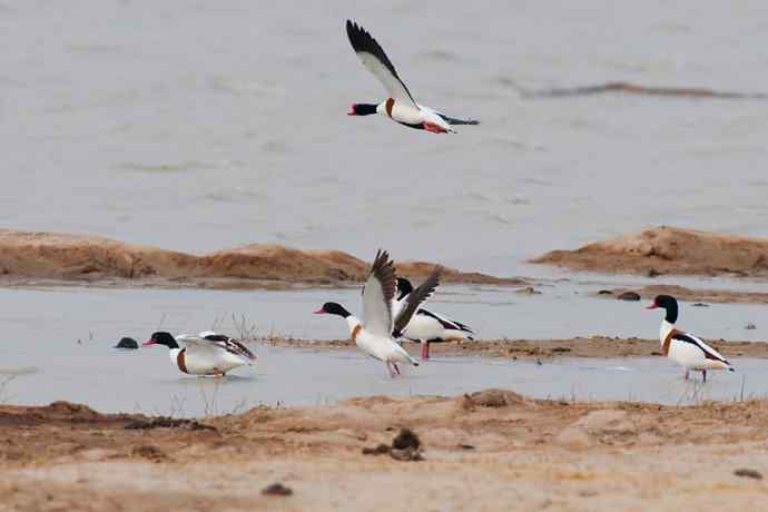科尔沁湿地的翘鼻麻鸭 科尔沁湿地的翘鼻麻鸭
