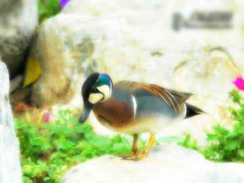 雁鸭之最之六（丑鸭、秋沙鸭、花脸鸭、针尾鸭）