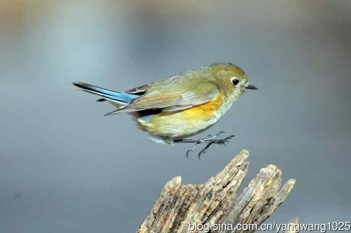 雌性红胁蓝尾鸲（28）