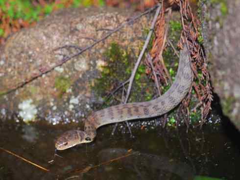 龙：传说的兽原型探秘（澳洲眼睛蛇类）