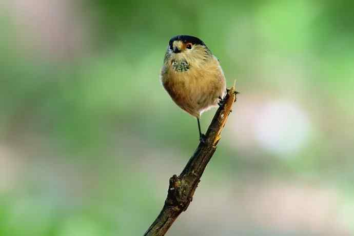 【综合】蓝歌邀宠 wbr五喉闹秋