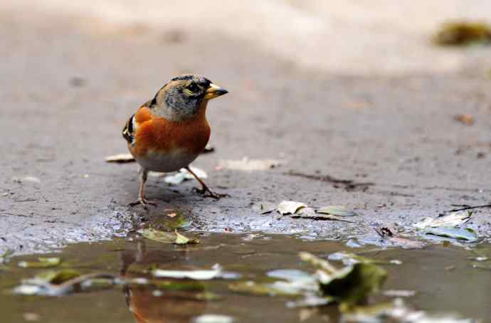 燕雀(抓拍)1 燕雀(抓拍)1