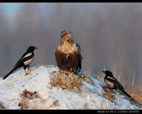 [组图]毛脚鵟与喜鹊