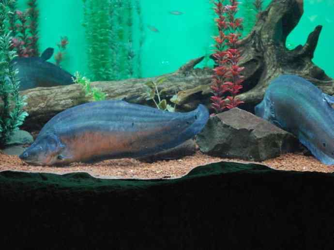 鱼类活化石：铠甲弓背鱼