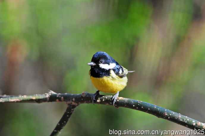 黄腹山雀（15）