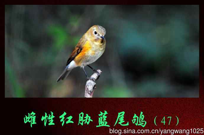 雌性红胁蓝尾鸲（47）