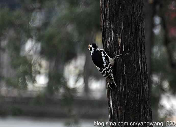 大斑啄木鸟