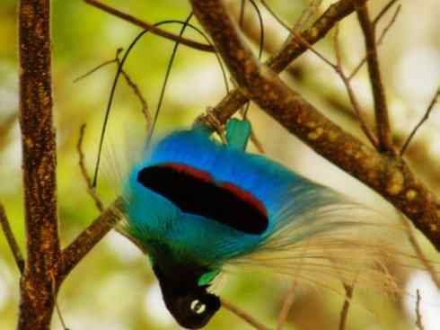 美丽无罪:雀鸟之极乐鸟 美丽无罪:雀鸟之极乐鸟