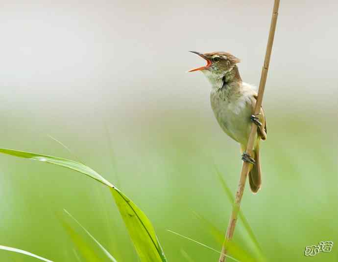 衡水湖&nbsp;wbr路&nbsp;wbr东方大苇莺