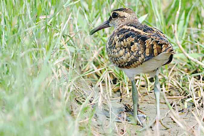 再上衡水湖 wbr续拍明星鸟