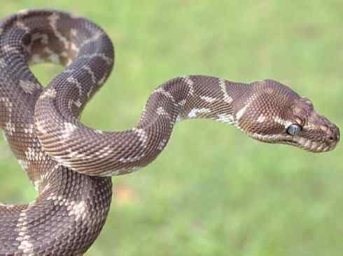 龙：传说的兽原型探秘（树蟒类）