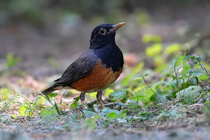 【新鸟】黑胸鸫和乌灰鸫