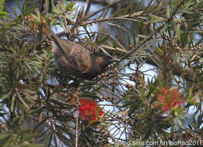 尼泊尔的鸟鈥斺敽诤砗焱勿