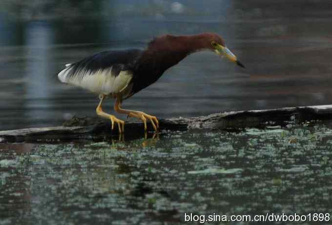 鸟友同游怀沙河