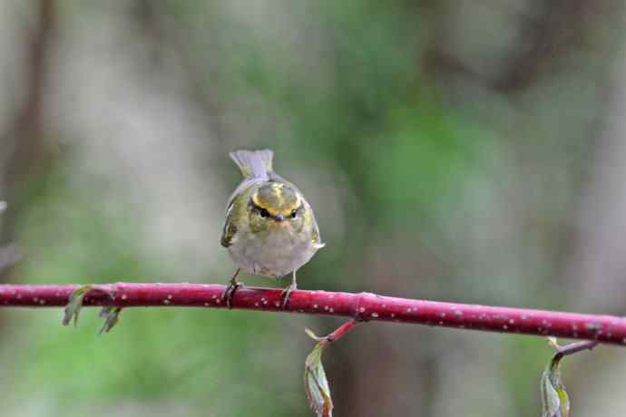 黄腰柳莺（25）