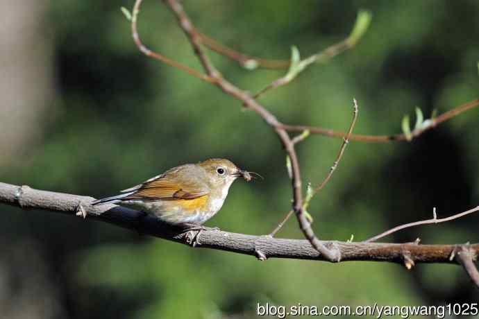 北京天坛公园的鸟类——早餐中的雌性红胁蓝尾鸲