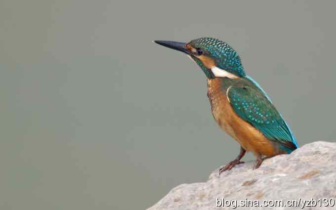 鸟荒将过，双休日植物园热身（组图）
