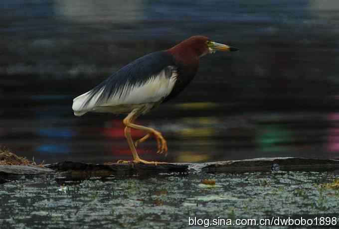 鸟友同游怀沙河